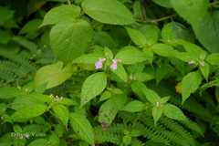 Impatiens laxiflora